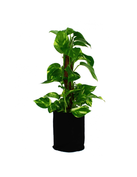 Accessoire Greencube Pots Textile 1.5l - Pack De 20 | growshop.net | Greencube | Chambre de Culture