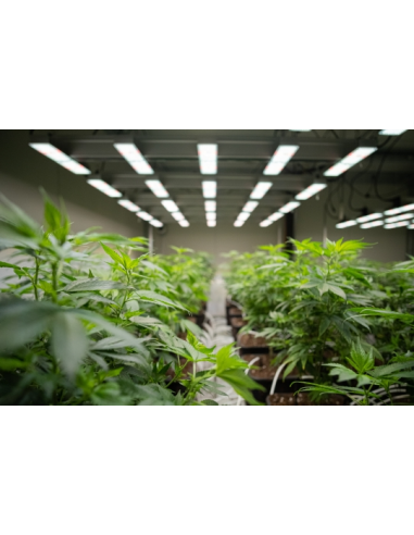 Lampe Sanlight Set Complet Lampe Led 200w - 60x60cm | growshop.net | SANlight | GrowShop