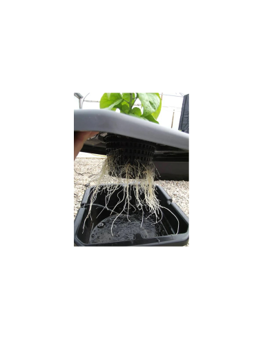 DWC System IWS R-DWC Pro avec Timer - 20 Pots - 400L Tank | growshop.net |  | Hydroponie