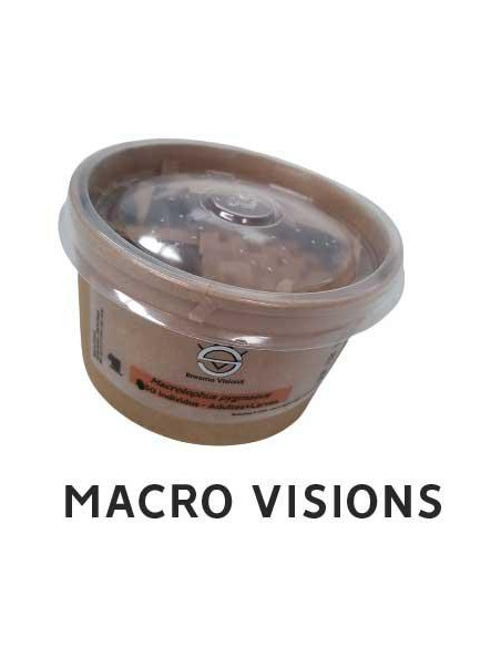 Biological Control - Macrolophus - Adults + Larvas Mix (x50, x125) | growshop.net |  | Nutrients