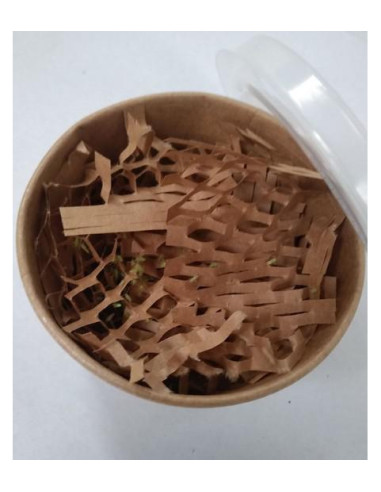 Lutte Biologique - Macrolophus - Mix Adultes + Larves (x50, x125) | growshop.net |  | Engrais