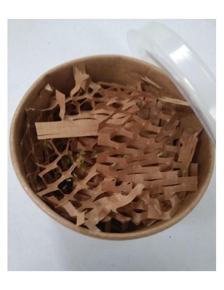Biological Control - Macrolophus - Erwachsene + Larven Mix (x50, x125) | growshop.net |  | Dünger