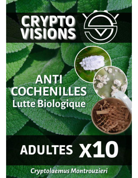 Biological Control - Cryptolaemus - Adults (x10, x25, x50) | growshop.net |  | Nutrients