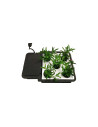 Irrigation Autopot EXTENSION pour KIT EASY2GROW - 2 POTS de 15L | growshop.net | Autopot | GrowShop