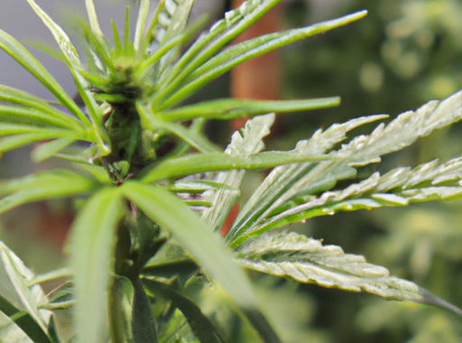 Comment reconnaître une plante de cannabis femelle