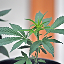 Trouver les bonnes plantes de cannabis pour votre jardin intérieur